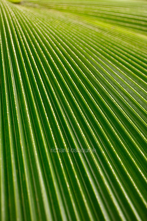 V5D38  Bush Palmetto Sabal Minor
