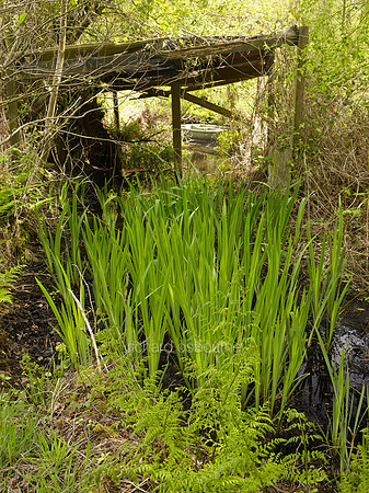 NWT Alderfen Broad, Norfolk, UK