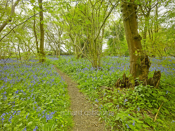 NWT Wayland Wood, Norfolk, UK