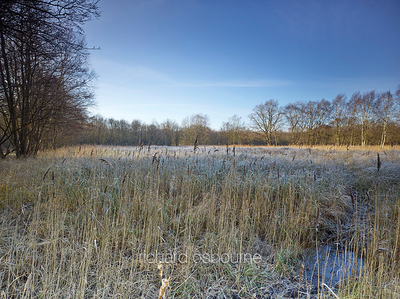 NWT Swangey Fen, Norfolk, UK