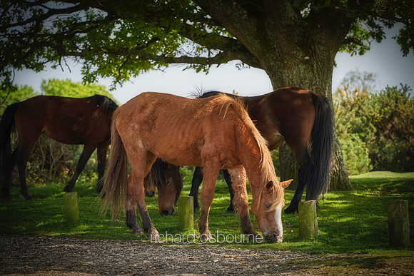 V19AN2  New Forest Ponies
