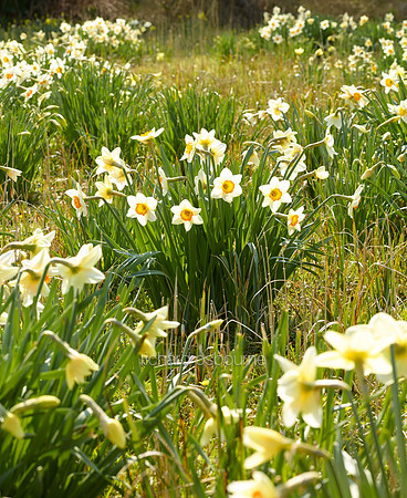 V8FL29  Daffodils