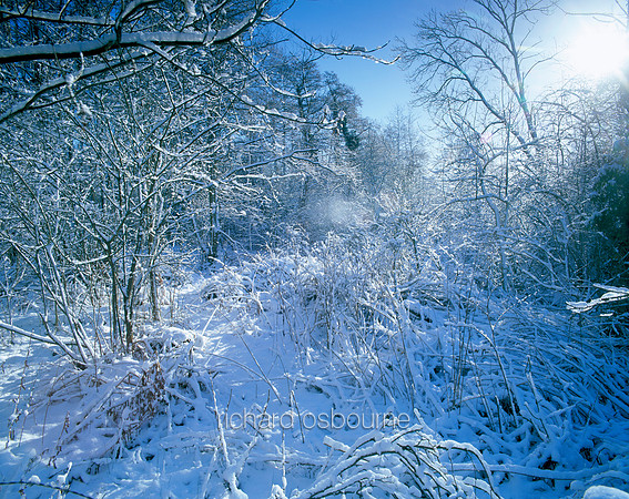 V1L9 Winter Woodland, Saxlingham