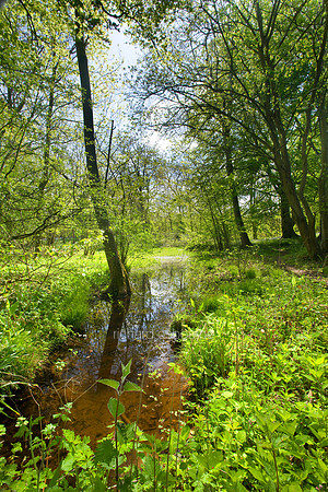 V4N22 Thursford Wood VII, Norfolk