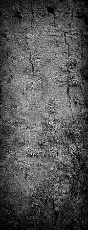 V15DM7  Sycamore Tree Bark