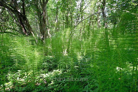 L1L22 Giant Horsetails, Saxlingham