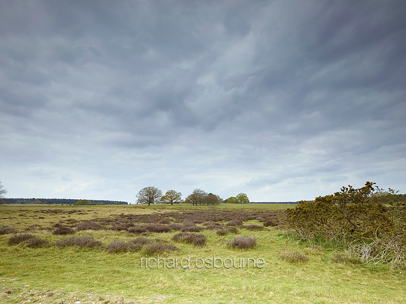 NWT Thetford Heath, Norfolk, UK