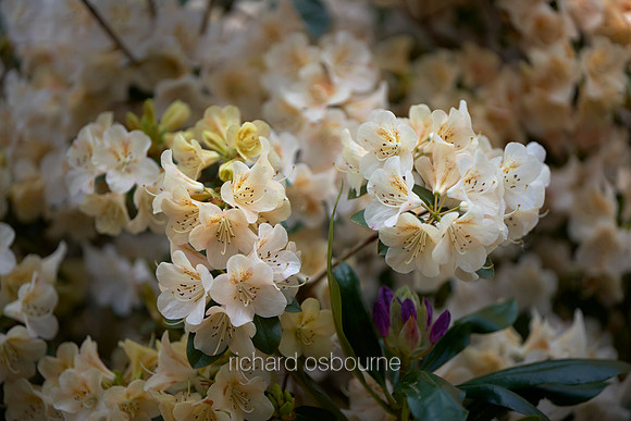 V19FL1  Pale Cream Rhododendrons