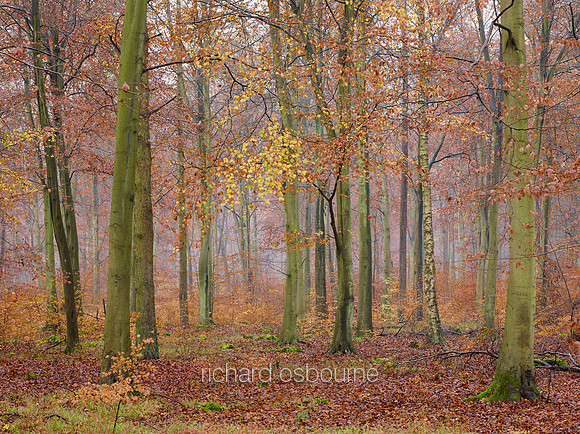V8F36  Thetford Forest, Norfolk, UK