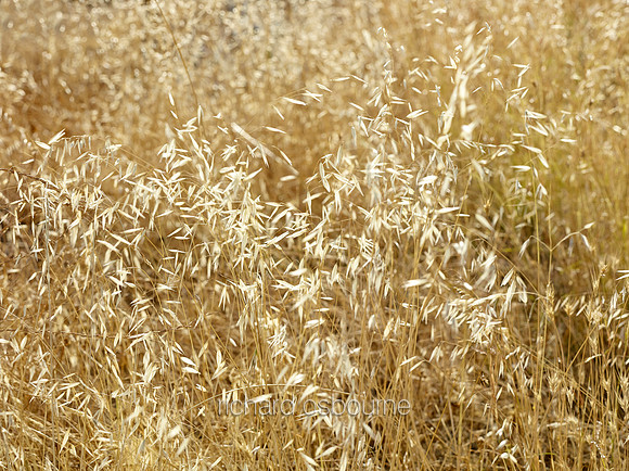 V8D11  Wild Grasses, Crete, Greece