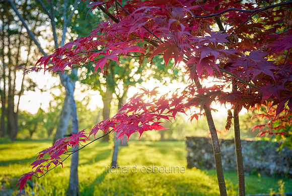 V19D3  Japanese Maple, Acer Palmatum