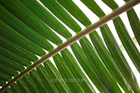 V5D22  Lepidozamia hopei