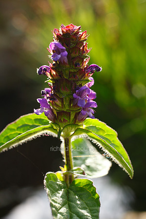 V5W25  Selfheal Wildflowers
