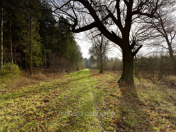 V8N16  NWT Bretts Wood, Norfolk, UK