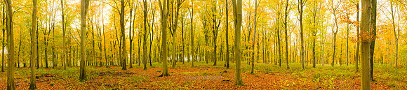 Savernake Forest