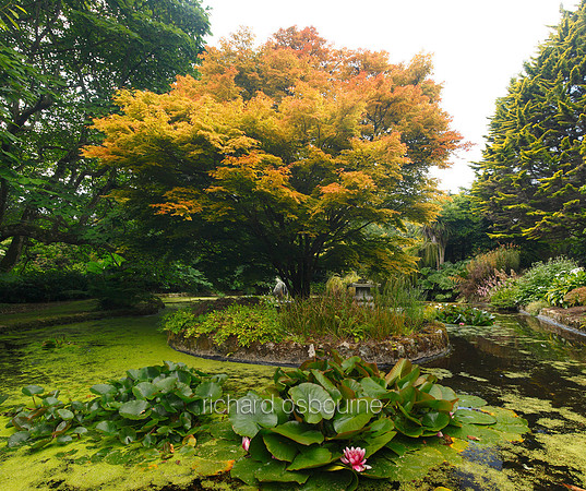 V5G4  Pond Garden, Trewidden Garden, Penzance, Cornwall, UK