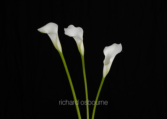 V8FL20  Calla Lillies