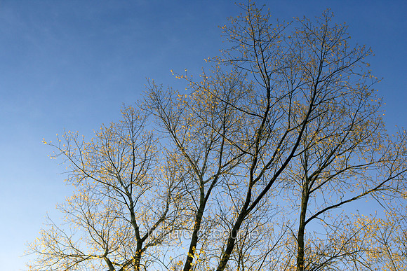 L1MT6 Autumn