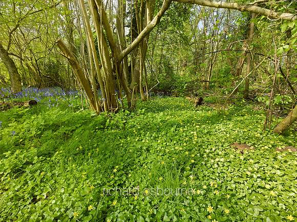 V8W1  Celandines, NWT Wayland Wood, Norfolk, UK