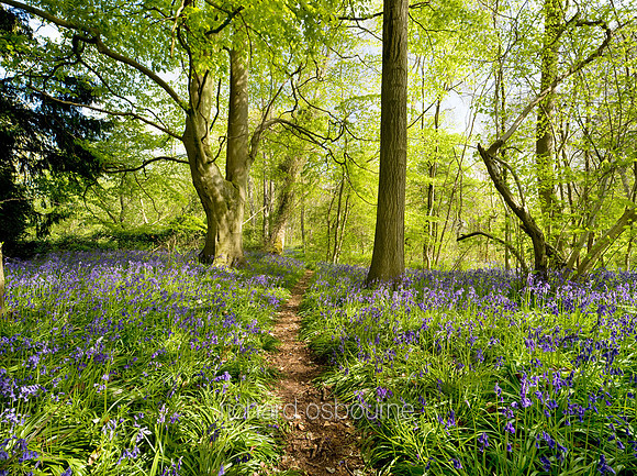 Thursford Wood I