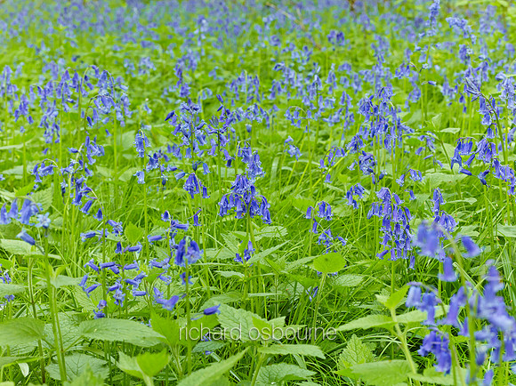 V8W10  Bluebells, NWT Wayland Wood, Norfolk, UK