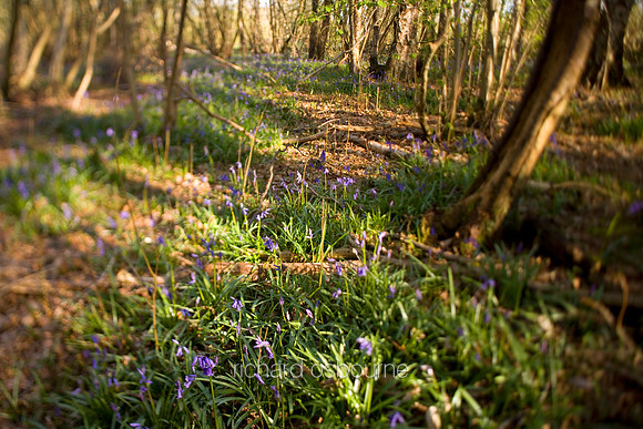 L1L21 Bluebells, Foxley Wood