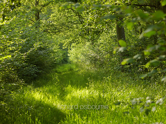 NWT Foxley Wood, Norfolk, UK