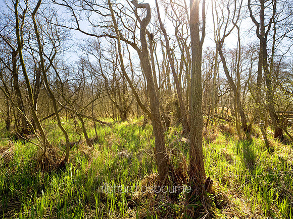 V4N20 Spring, Barton Broad