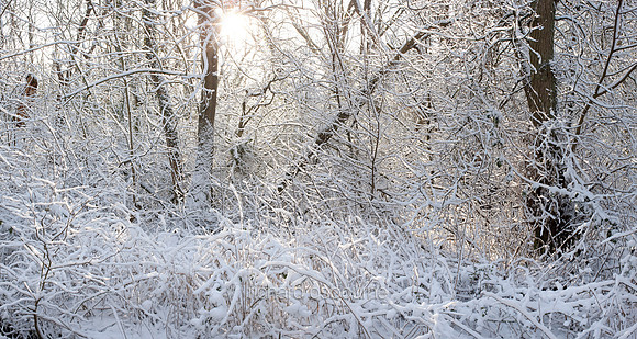 V5F26  Deep Winter, NWT Upton Broad and Marshes, Norfolk, UK