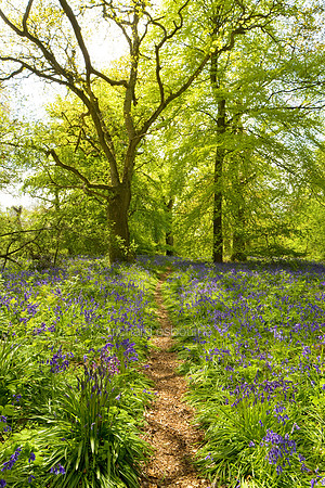 V4N23 Thursford Wood VIII, Norfolk