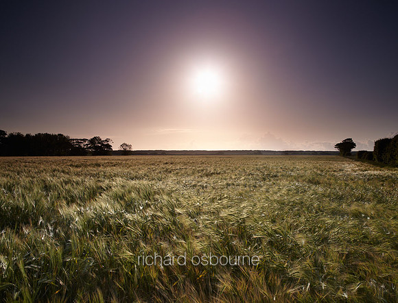 Dawn Barley, East Somerton