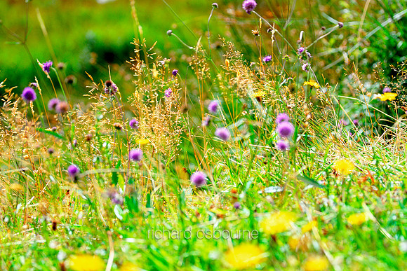 V1S14 Wildflowers, High Summer, Glen Finnan