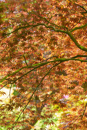 V19BL2  Japanese Acer