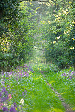V5N2  Honesty Flowers, Elveden, Norfolk. UK