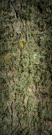 V15T10  Sycamore Tree Bark