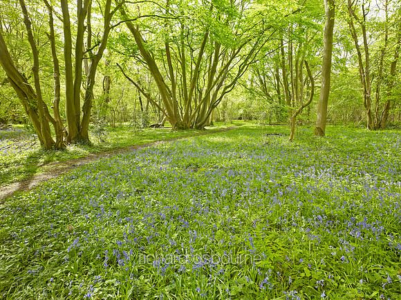 V8F2  NWT Wayland Wood, Norfolk, UK