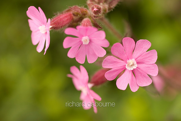 V3W20 Red Campion