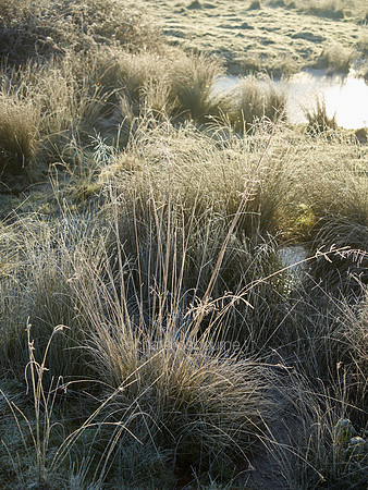 V9D1  NWT New Buckenham Common, Norfolk, UK