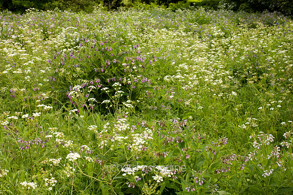 V3W25 Russian Comfrey II