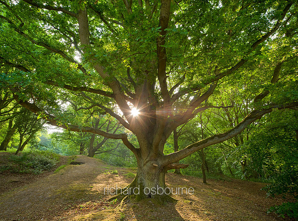 V5F38  Dawn Oak, Smockmill Common, Norfolk, UK