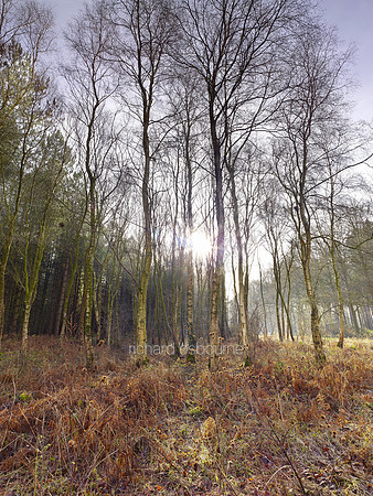 V8N11  NWT Bretts Wood, Norfolk, UK