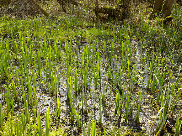 Spring, NWT Upton Broad and Marshes, Norfolk Broads, UK