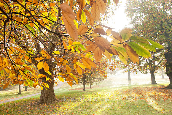 V4F19 Sweet Chestnut, Greenwich Park, London