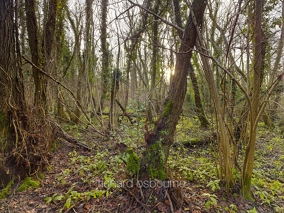 V8N27  NWT Lolly Moor, Norfolk, UK