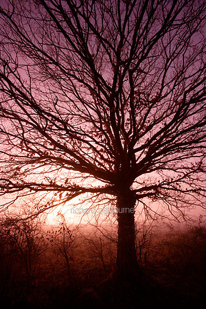 V2MT5 Misty Oak I