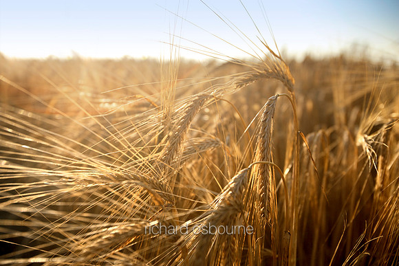 V1N19 Close Up Of Ripe Barley, July