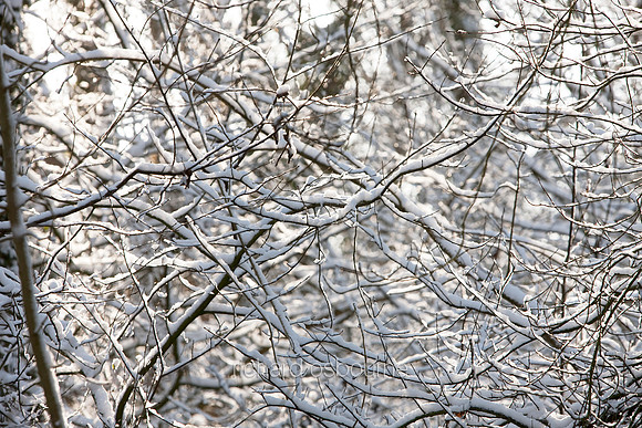 Snowy Branches