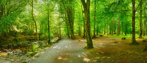 P5F42  Shimna River, Tollymore Forest Park, County Down, Northern Ireland