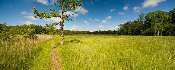 P2L26  High Summer, NWT Upton Broad and Marshes, Norfolk, UK