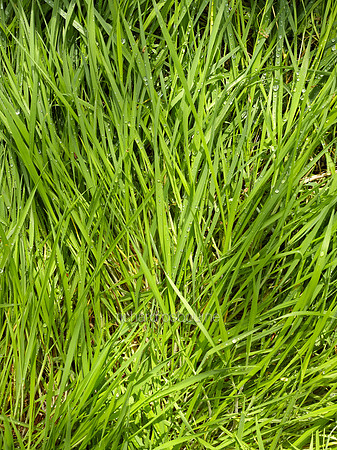 Spring Grass After Rain, NWT Alderfen Broad, Norfolk, UK